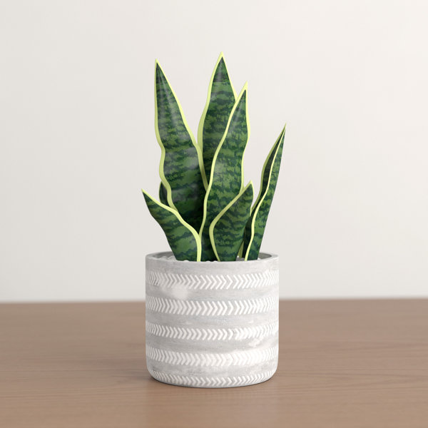 Foundstone™ 6.5" Artificial Snake Plant in Pot & Reviews Wayfair
